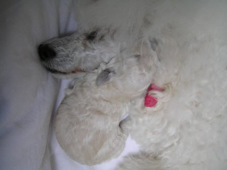 10. den DORLY & BOREAS